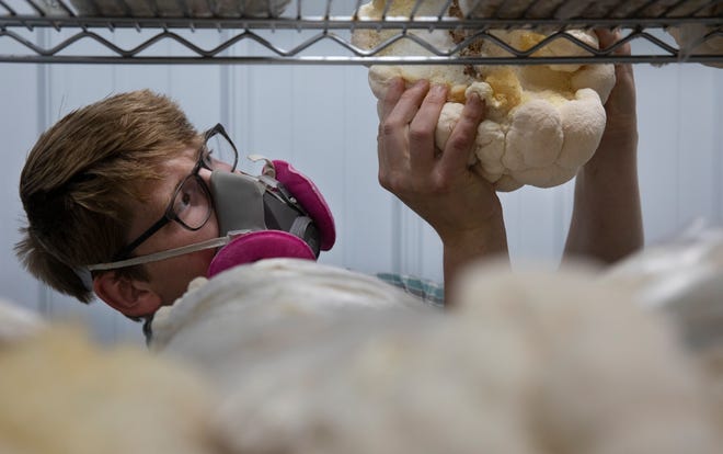 Pete Richman harvests lion's mane mushrooms from their fruiting room on their farm, Rich Life Farm and Fungi in New Richmond, June 15, 2021. Pete and his wife, Emalee, grow a variety of gourmet mushrooms. He is harvesting the mushrooms from fully colonized mushroom blocks. They started farming in May 2020. They started selling the mushrooms in March 2021. You can find them at Findlay Market on Saturdays and Hyde Park Farmer's Market on Sunday, plus every other Thursday at the Madeira Market. They also supply to several restaurants in the area.