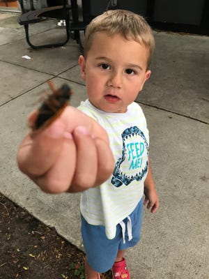 Roman Williams, 4, holds his last Brood X cicada on Monday, June 21, 2021.