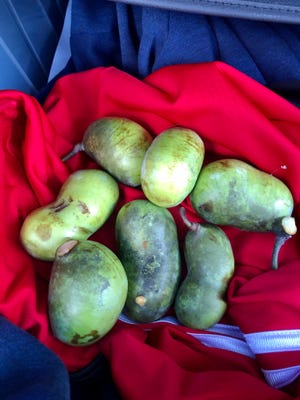 Several Ohio pawpaws harvested in late September of 2020.