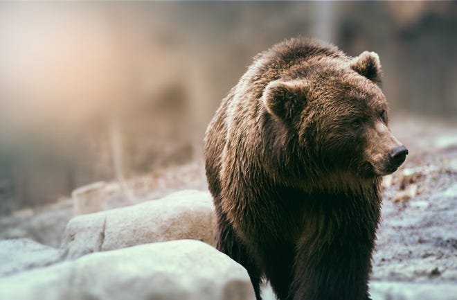 The brown bear was named the deadliest animal in North America.